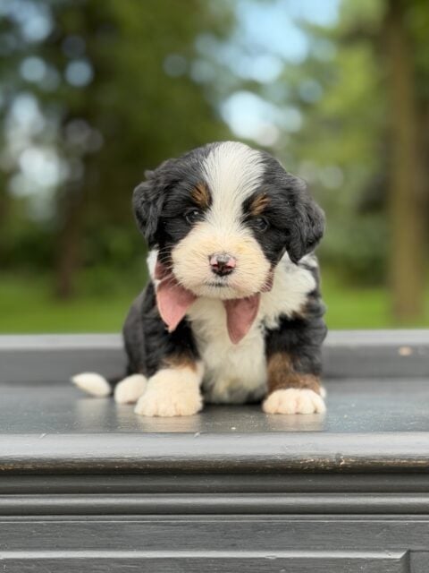 bernedoodle puppy