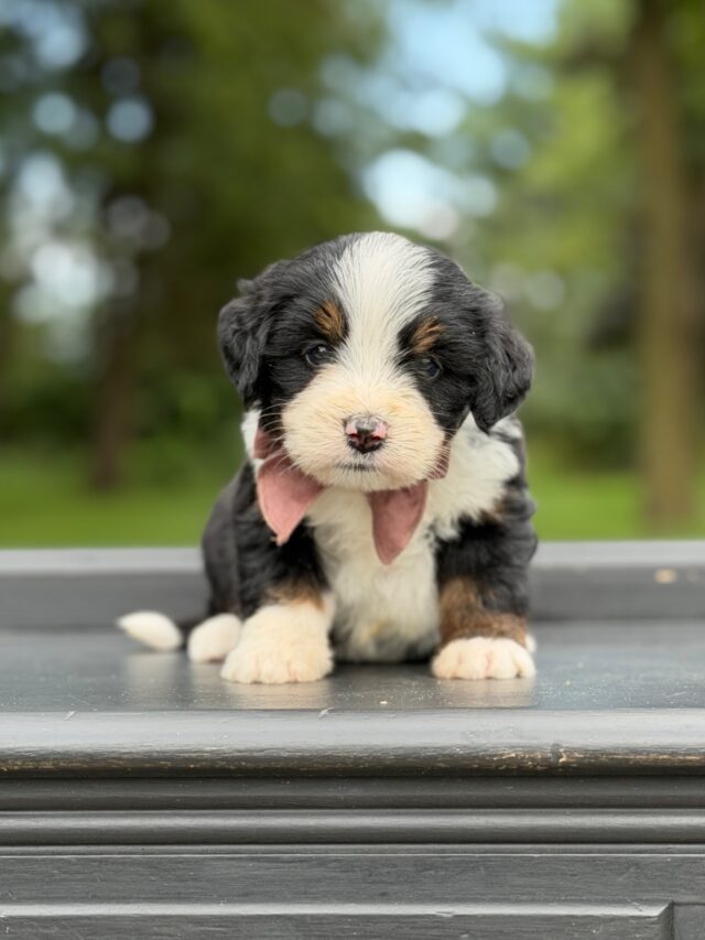 bernedoodle puppy