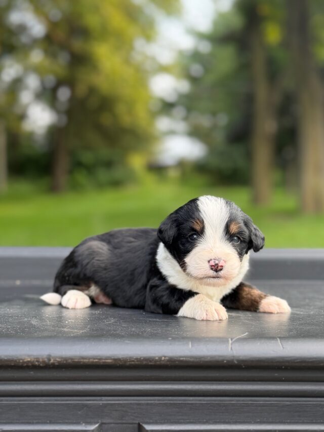 bernedoodle puppy