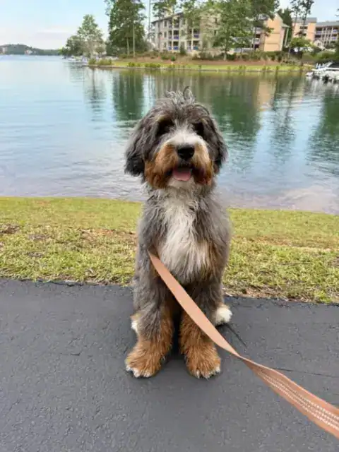 Bernedoodle sitting still due to good training