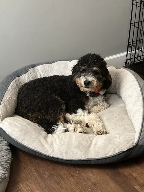 Bernedoodle laying in her bed