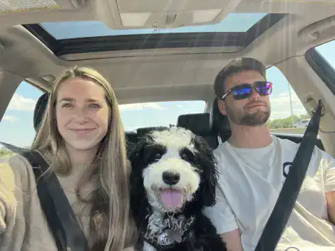 Bernedoodle with his mom and dad going for a car ride