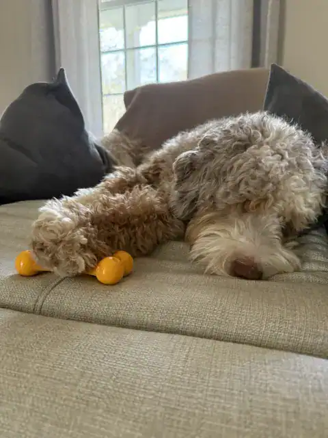 Bernedoodle relaxing on the couch