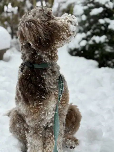Bernedoodle with a curly coat