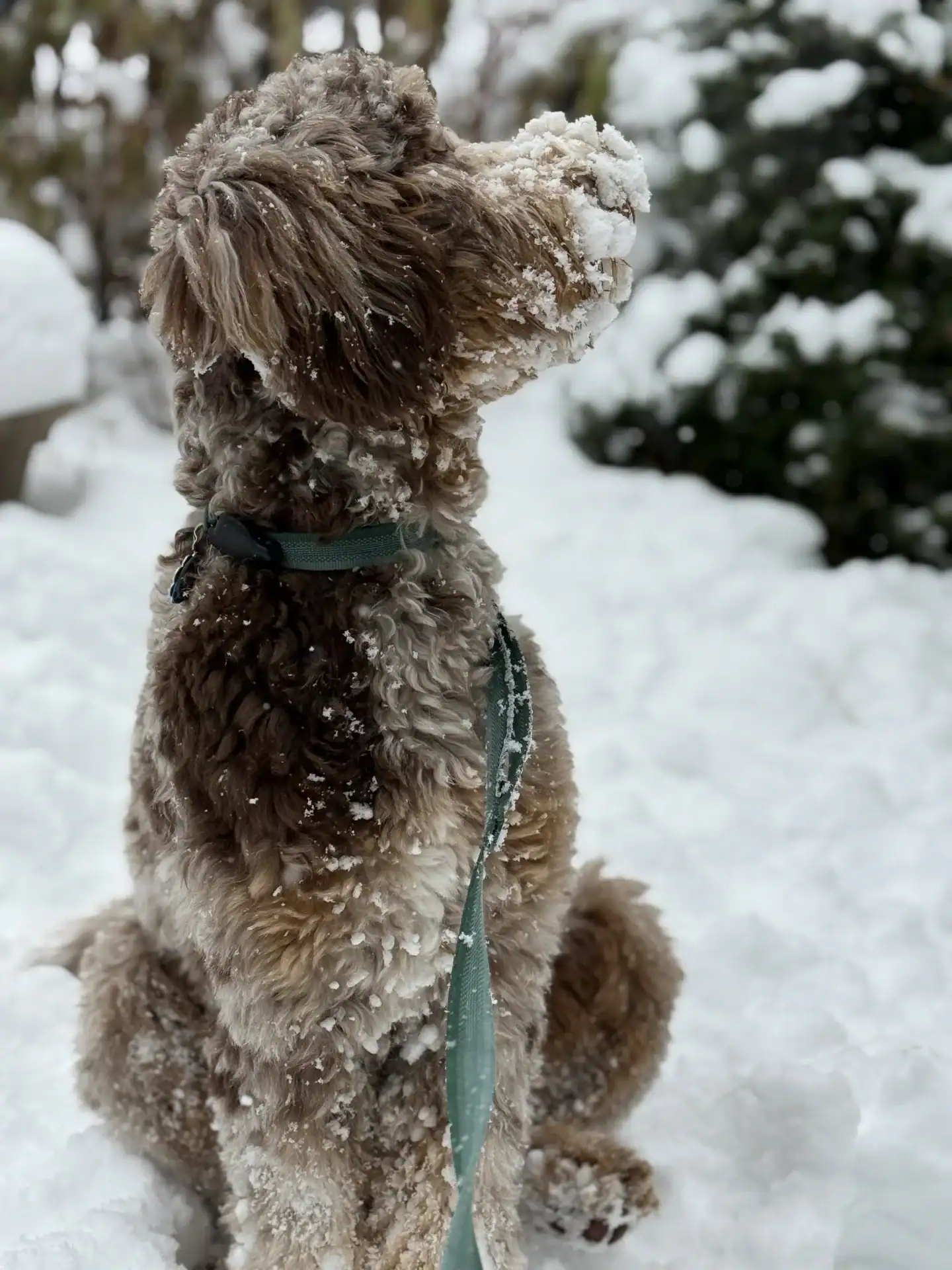 Bernedoodle with a curly coat