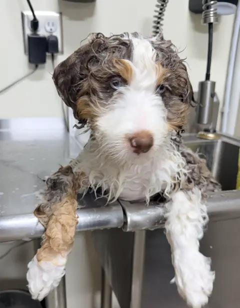 Bernedoodle looking over the sink while taking a bath
