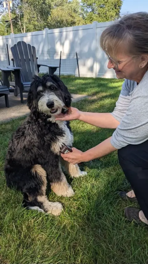 Mom grooming her Bernedoodle at home