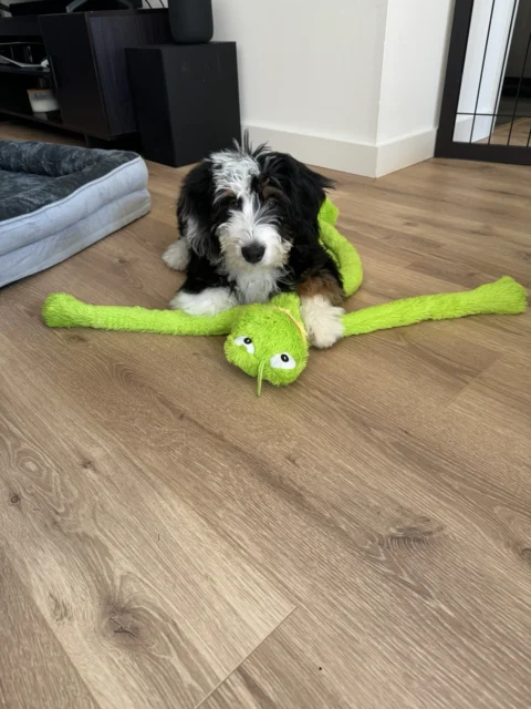 Bernedoodle playing with her favorite toy