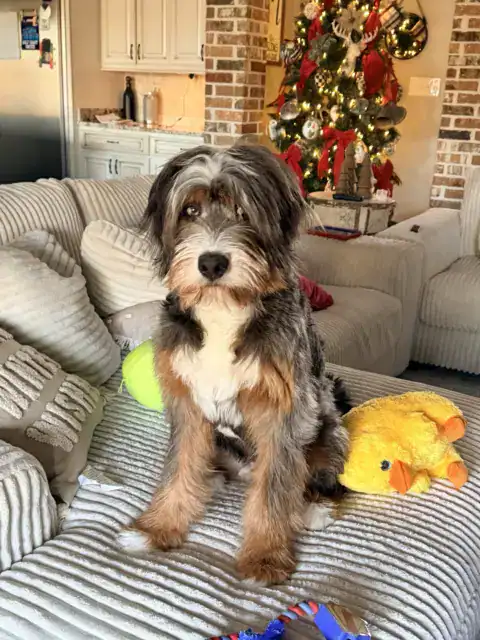 Bernedoodle with a straight coat
