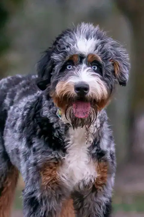 Bernedoodle with a wavy coat