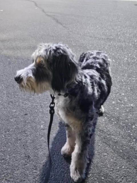 Bernedoodle waiting for owners