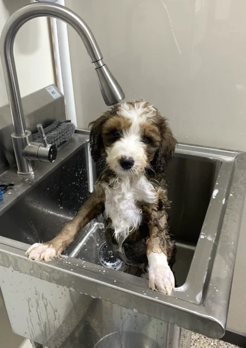Soapy Bernedoodle looking to see what's next