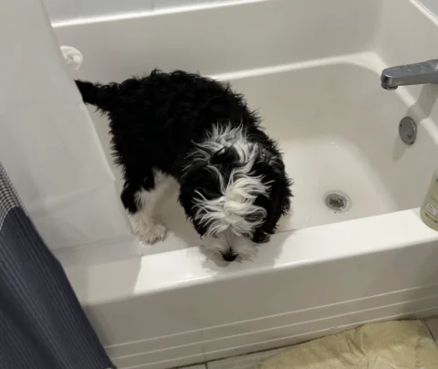 Good looking Bernedoodle after bath time
