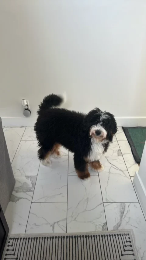 Bernedoodle smelling fresh and clean after bath