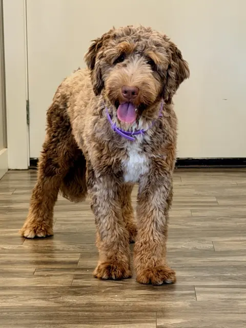 Bernedoodle wearing a calming collar.