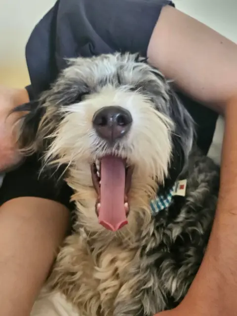Bernedoodle cuddling with her parent and yawning getting ready for a nap