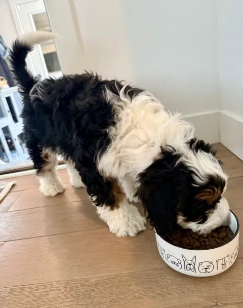 Hungary Bernedoodle eating her lunch after a long walk.