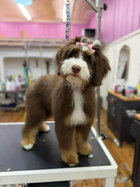 Bernedoodle right after a groom and bathe