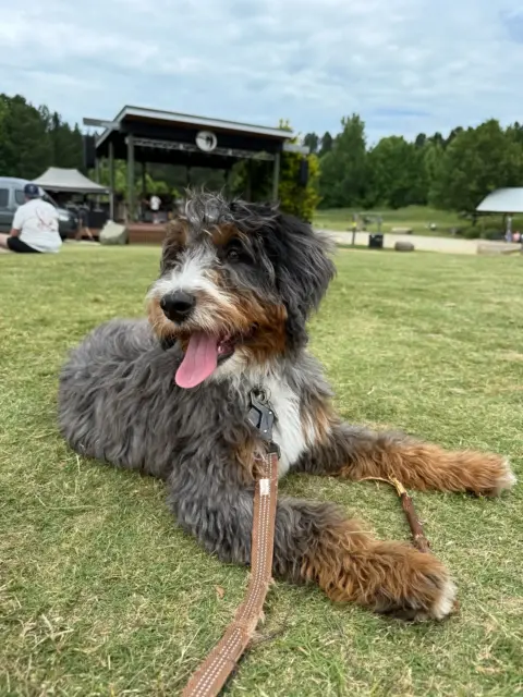 Bernedoodle resting after a long walk with the family.