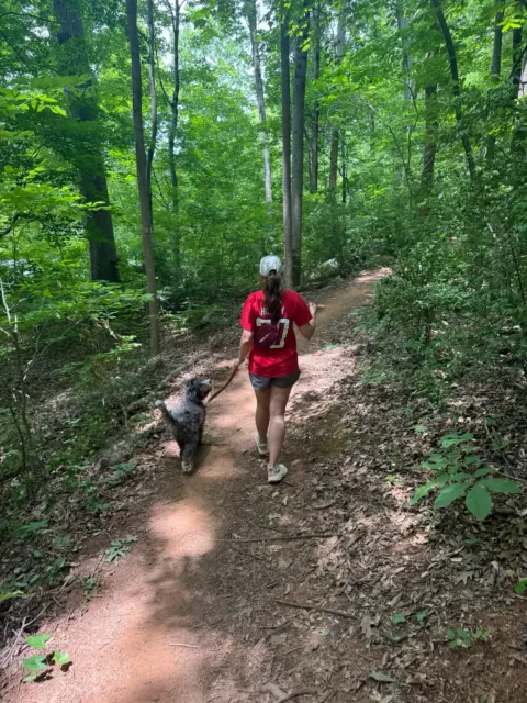 Bernedoodle walking on trail with his owner.