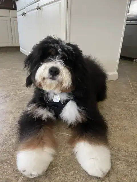 Bernedoodle relaxing on the kitchen floor after a long walk