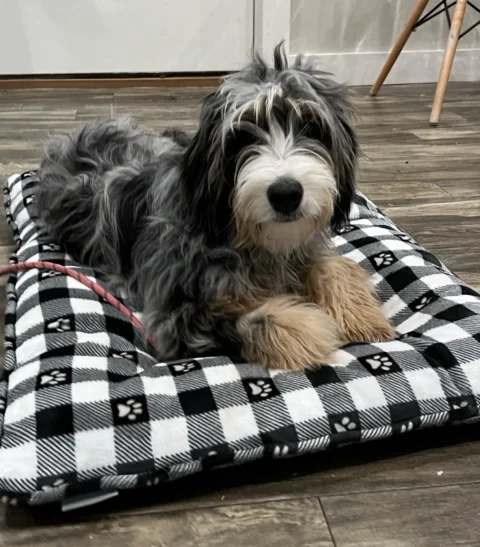 Bernedoodle puppy getting ready for Dubai