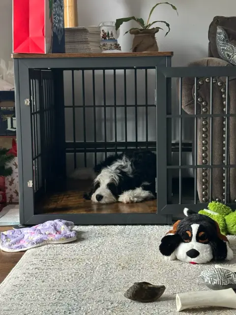 Bernedoodle puppy sitting in a crate relaxing.