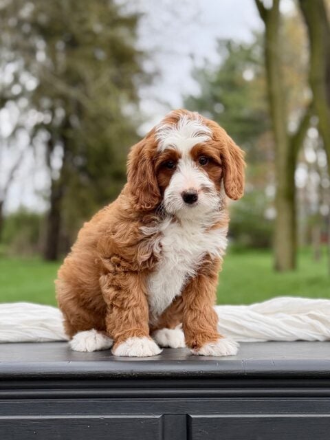 bernedoodle puppy