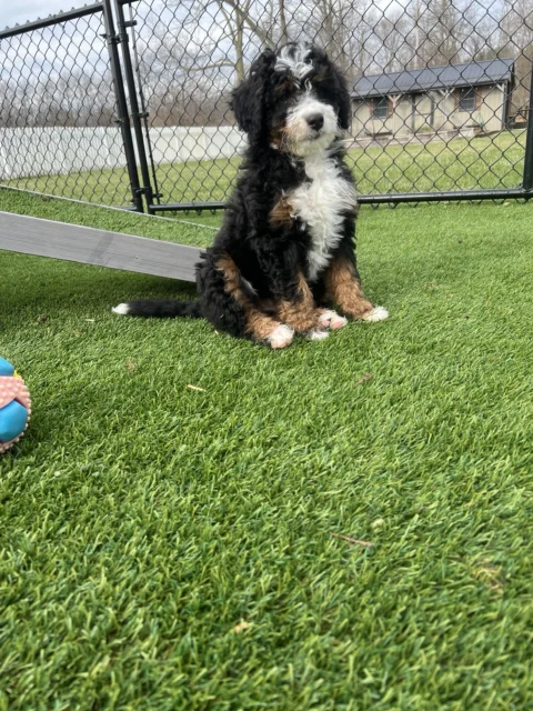 Bernedoodle puppy outside