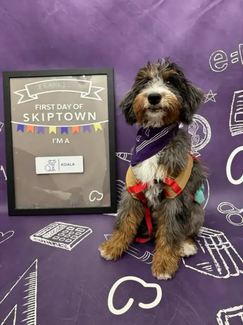 Bernedoodle getting a reward.