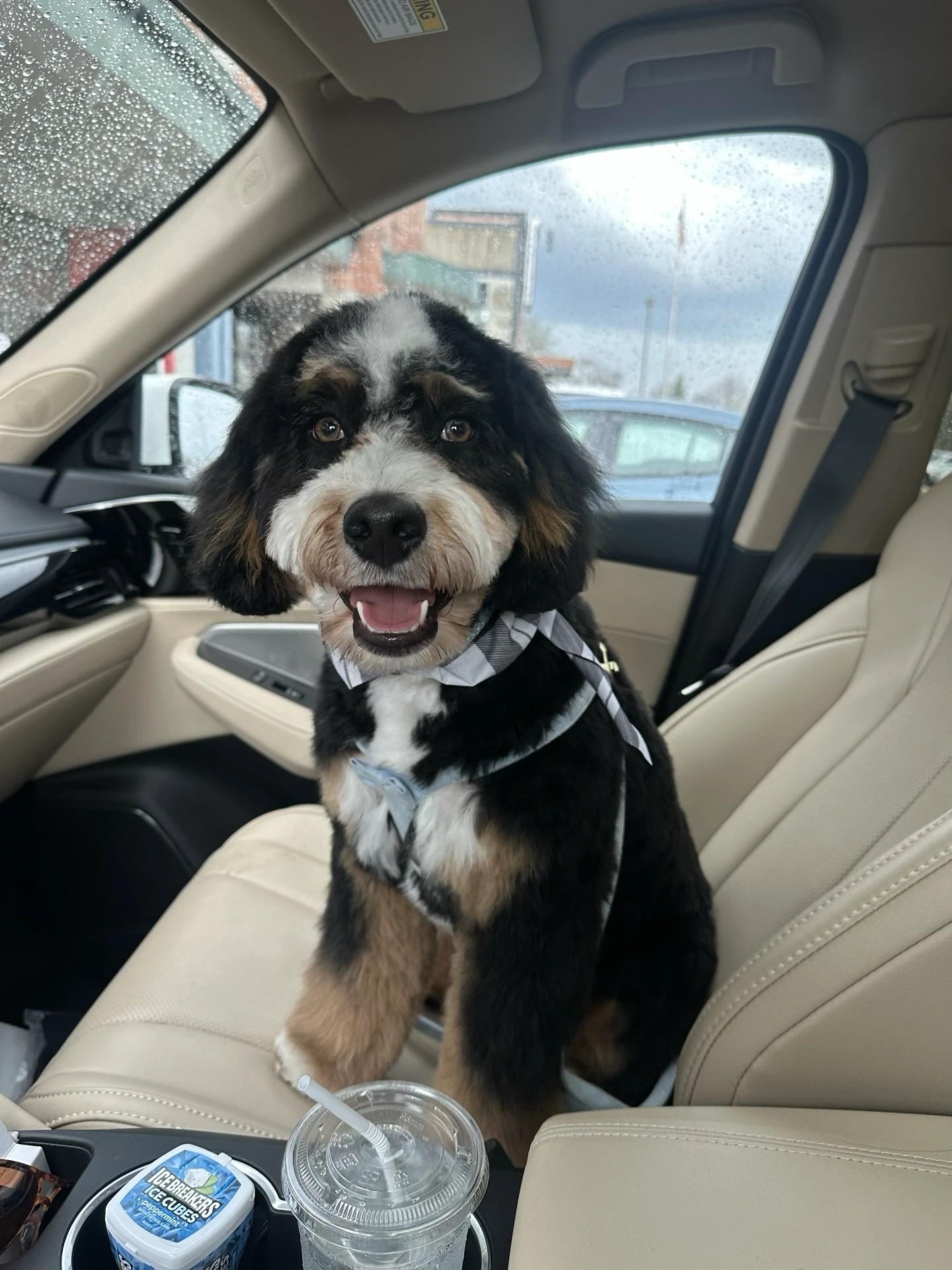 Pickles the Bernedoodle