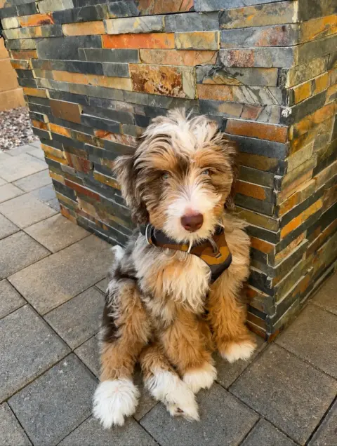 Bernedoodle sitting beside a stone pillar.
