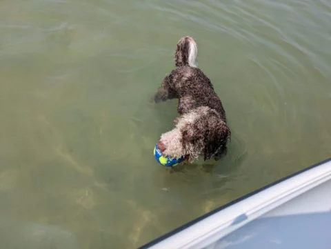Playing catch with owner in the lake