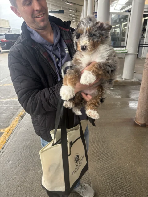 Bernedoodle at airport