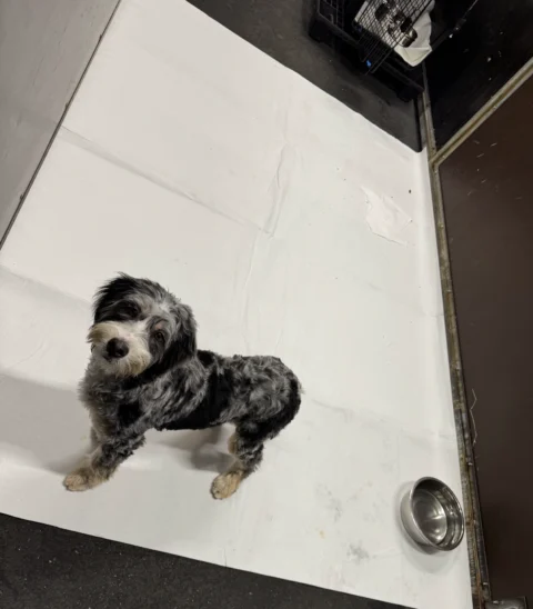 Bernedoodle during layover