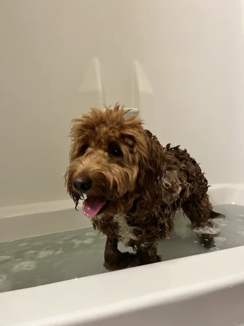 Bernedoodle getting washed