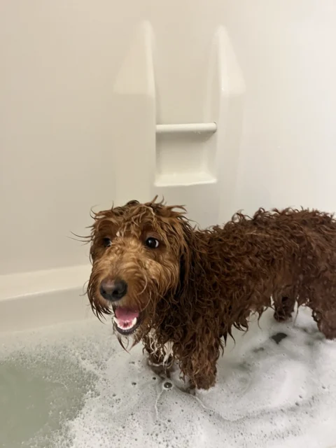 Bernedoodle getting washed