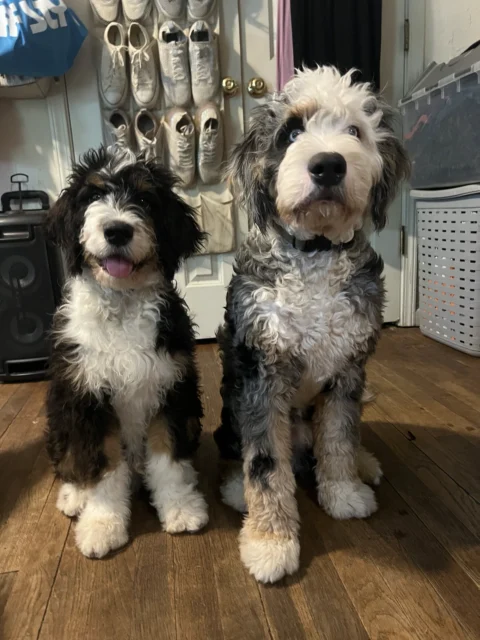 Medium vs standard Bernedoodles