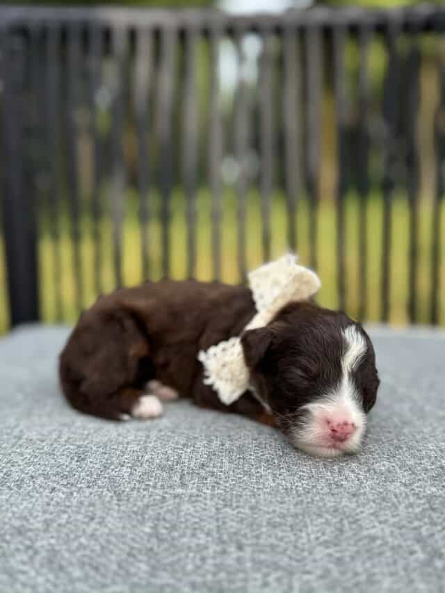 chocolate bernedoodle puppy
