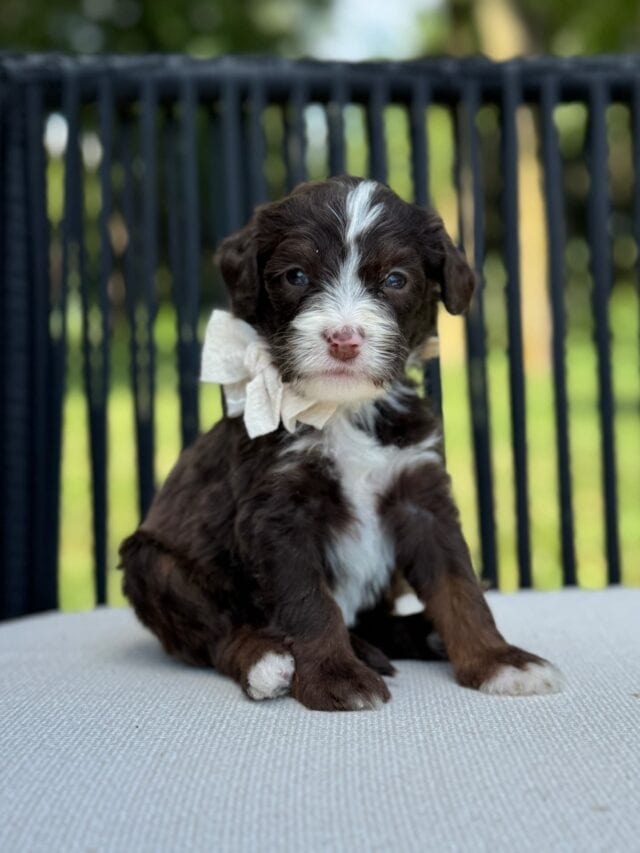 bernedoodle puppy