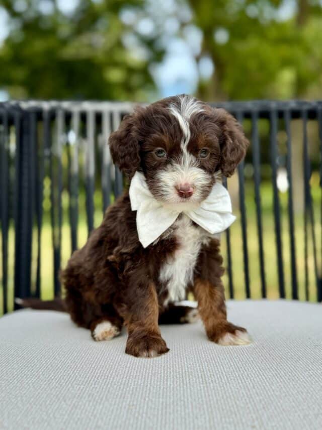 bernedoodle puppy