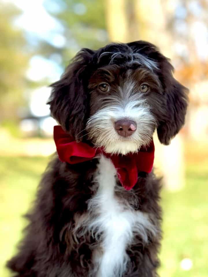 bernedoodle puppy