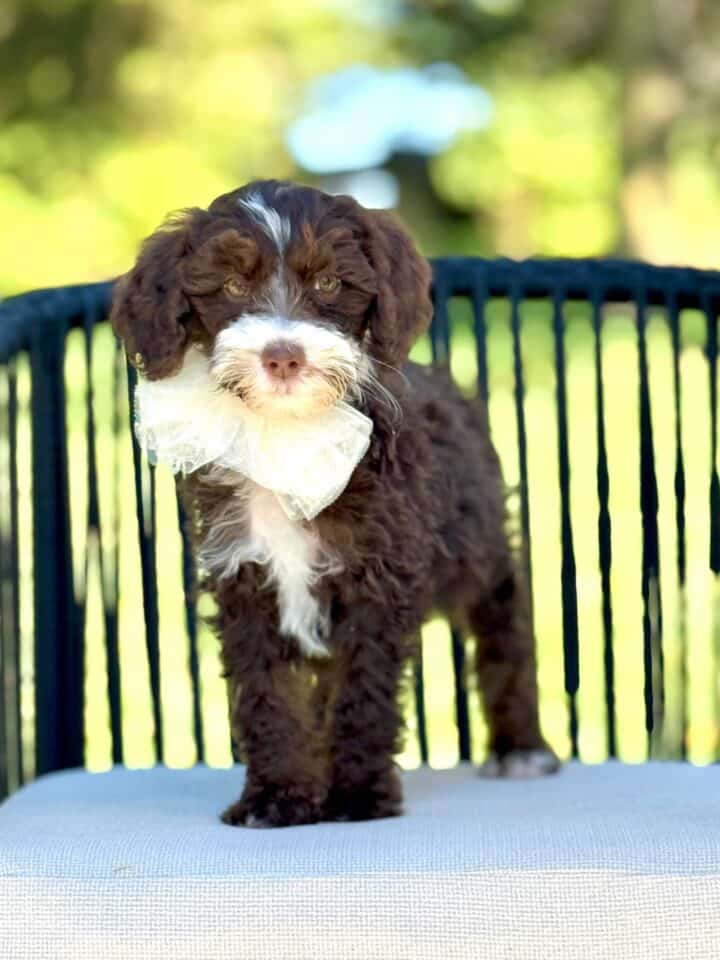 bernedoodle puppy