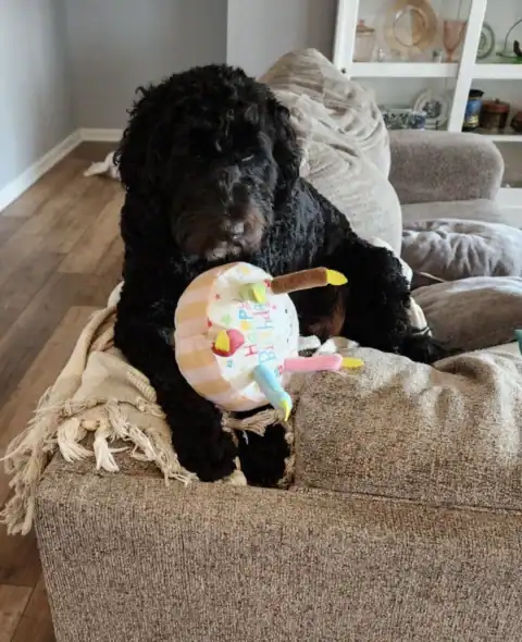 Black Goldendoodle sitting on the couch.