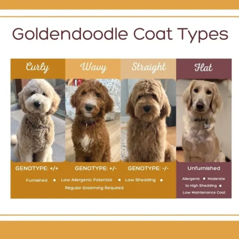 4 different coat types on Goldendoodles