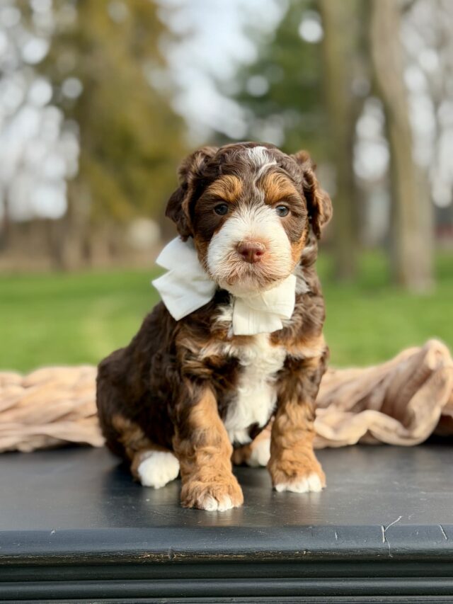 bernedoodle puppy