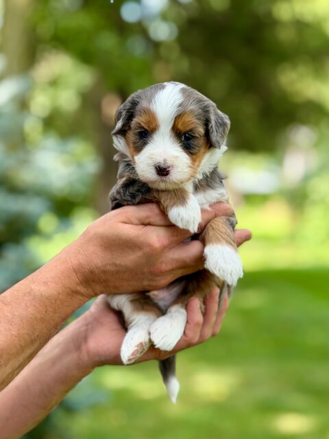bernedoodle puppy