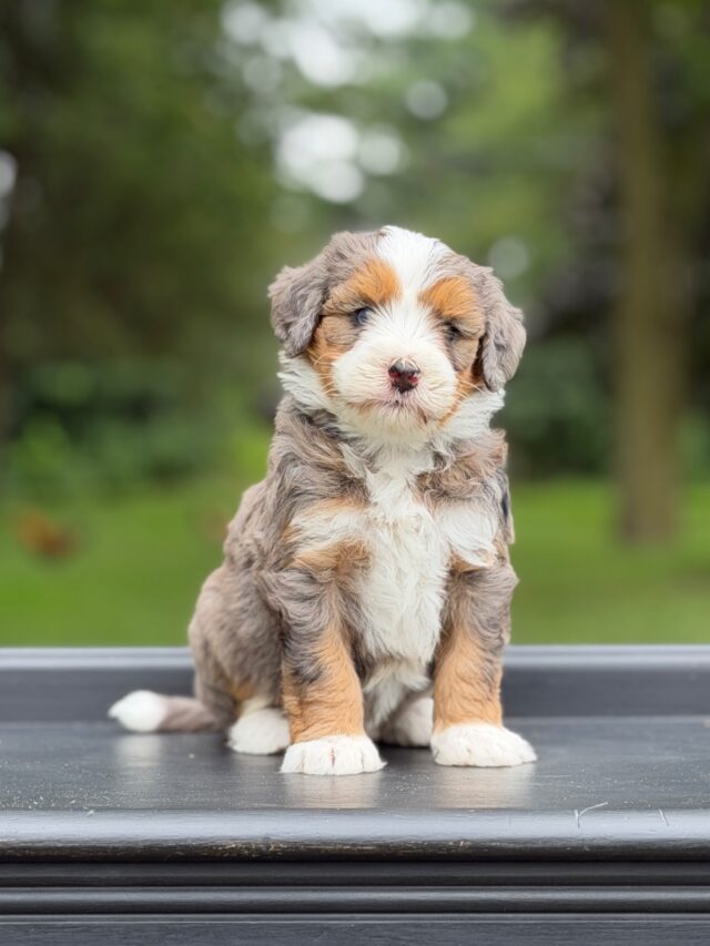 bernedoodle puppy