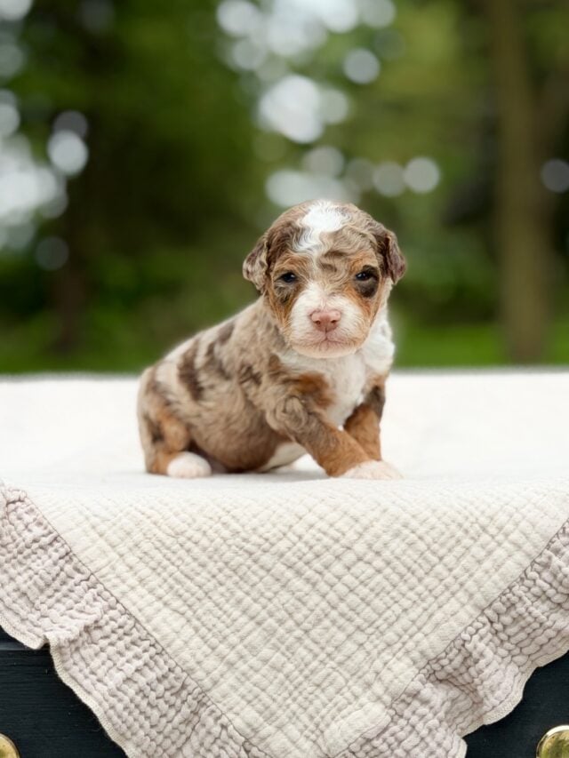 bernedoodle puppy