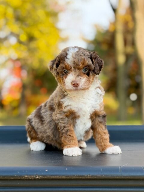 bernedoodle puppy